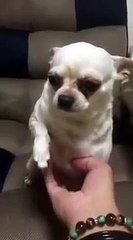 Spoiled dog Fun Funny 2015