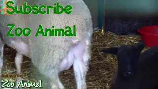 Sheep and lambs happy in his houanimals video for Kids - Animais TV
