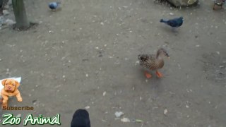 Real Duck Chickens Go