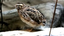 吉川利彦のカワイイ鳥たち (7)