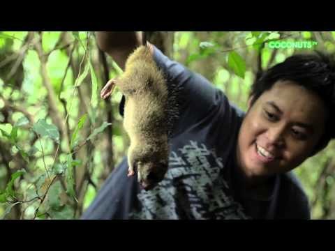 Freaky Feasts #13: Adobong daga (Field rats cooked adobo style)