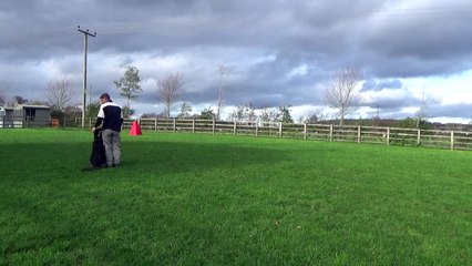 Get Dog Obedience Classes in Derbyshire and Leicestershire