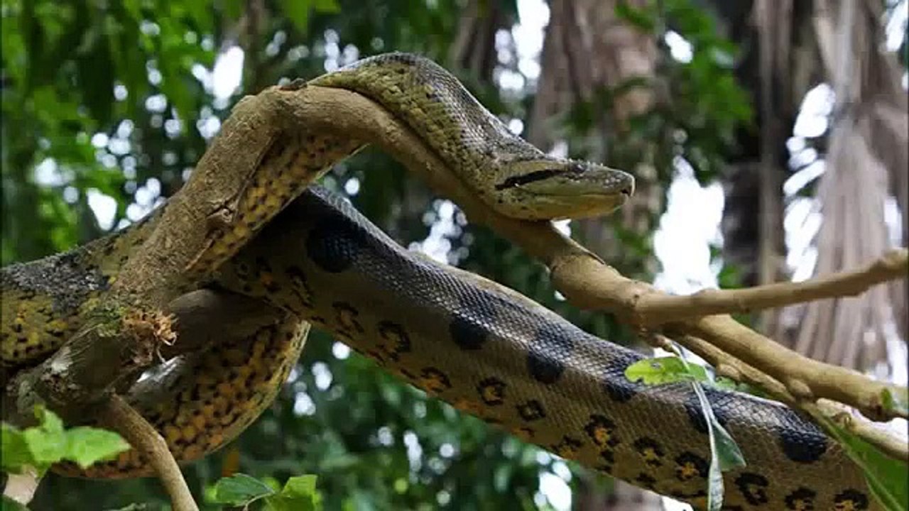 Giant Anaconda - Part 9