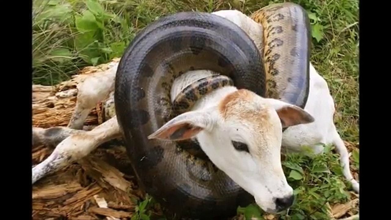 Giant Anaconda - Part 22