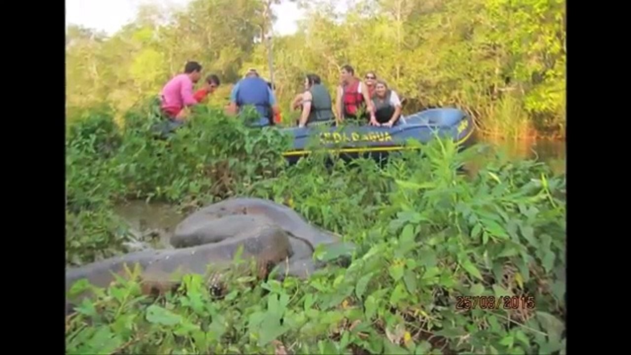 Giant Anaconda - Part 27