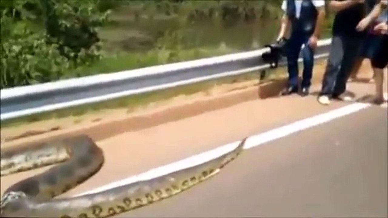 Giant Anaconda - Part 29