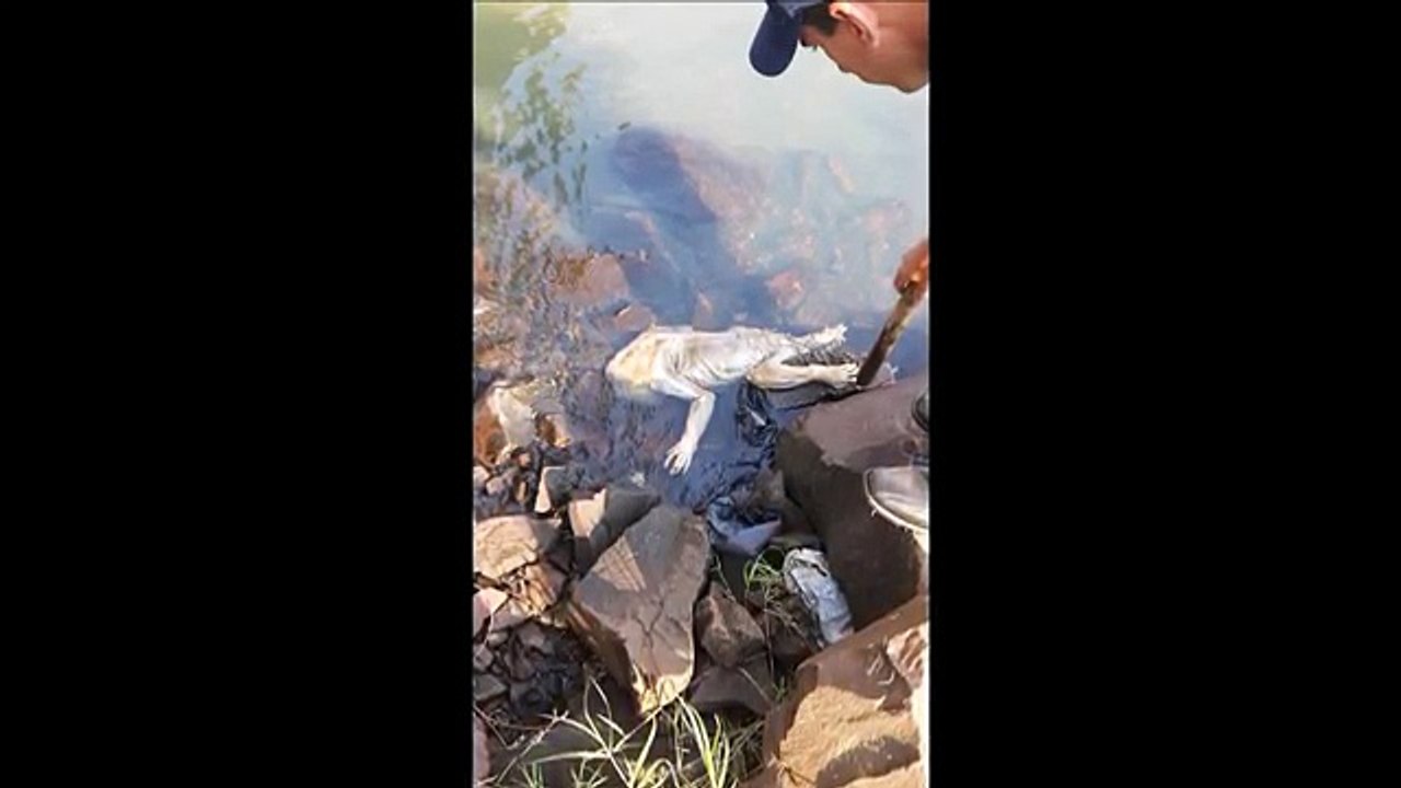 Strange creature found in Paraguay
