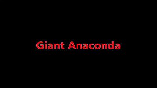 Giant Anaconda - World's longest snake found in Amazon River