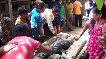 Strange creature found in Thailand