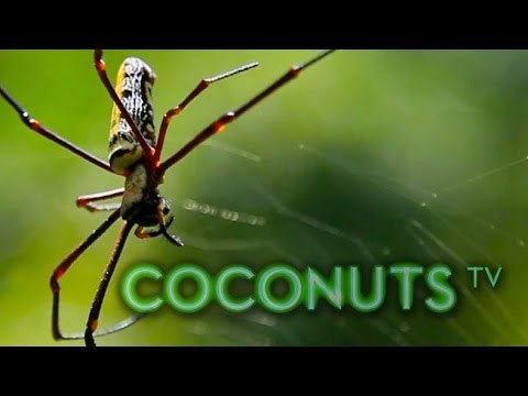 Freaky Feasts #10: Coconuts goes wild boar hunting in the Thai jungle