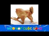 Mẹo Vặt Cuộc Sống - Ăn thịt gà là phải ăn như thế này...