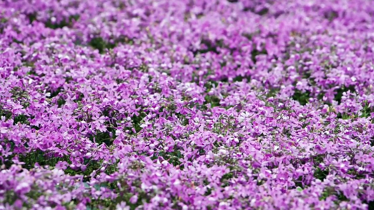 飯田祐巳が思い起こす春といえば花 (11)