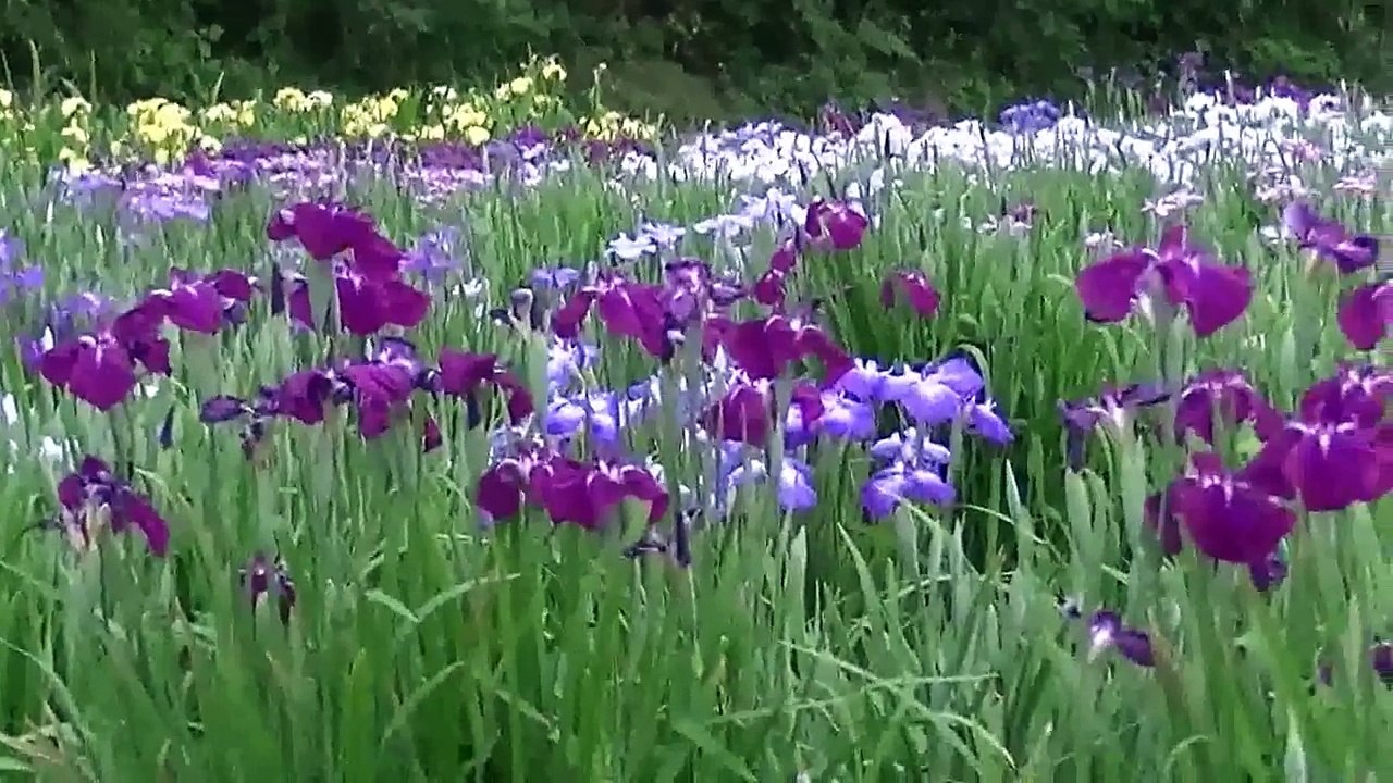 飯田祐巳が思い起こす春といえば花 (15)