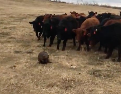 Lone Beaver Herds Curious Cattle in Saskatchewan