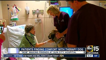 Patients find comfort through Bob the therapy dog