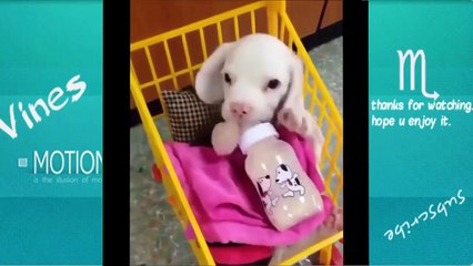 TRY NOT TO LAUGH-Funny Animals Fails Compilation