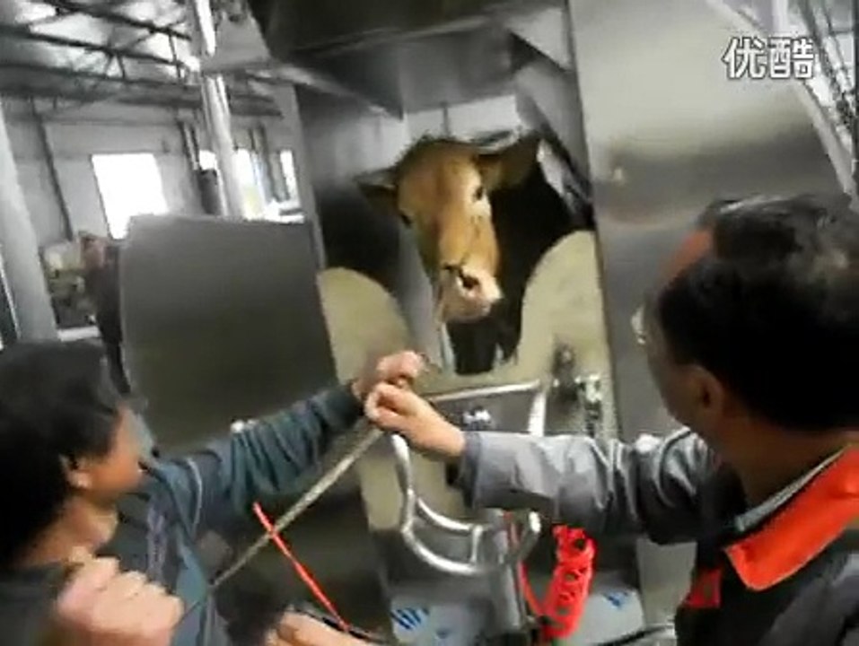 Cow Machine