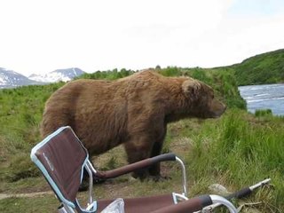 下载视频: Bear Casually Joins Photographers on McNeil River