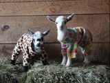 Newborn Goats Have Ridiculously Cute Pajama Party