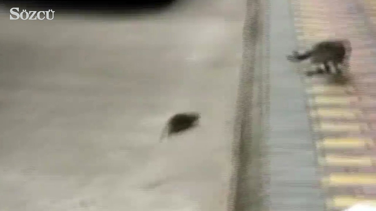 Tom ve Jerry gerçekmiş!