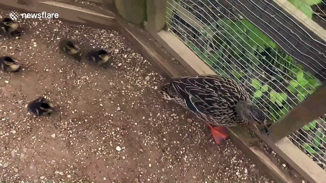 Mother duck with ten ducklings searches frantically for water