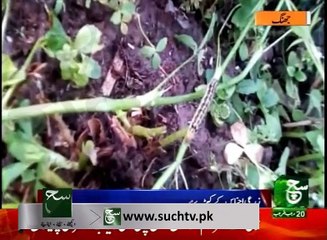 Regional News Bulletin 05am 18 April 2017 - Such TV