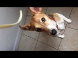 Dog Jumping for Pasta in Slow-Mo Is Poetry in Motion