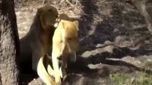 King of the jungle