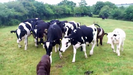 Ces vaches sont vraiment très curieuses !