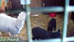 Sheep ambs happy in his house on farm - Farm animals video for Kids - Animais TV