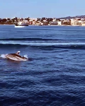 Des dauphins aperçus au large d'Antibes ce dimanche
