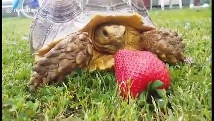 Adorable tortoise fails to judge distance between his mouth and strawberry