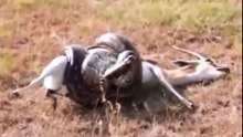 Most Amazing Wild Animal - Anaconda Attack Deer,Lion,Baboon