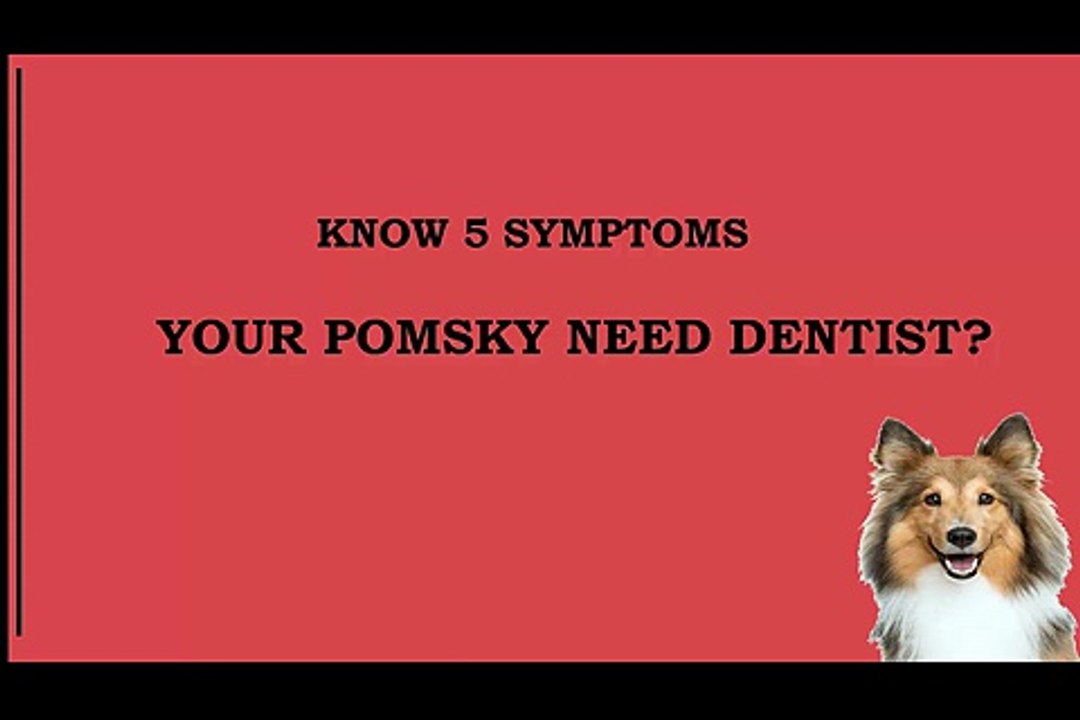 5 Warning Signs when Your Pomsky need Dentist