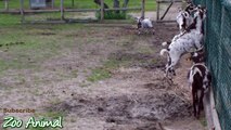 Happy goats in farm animals - Funniest animal video for kids - Animais TV