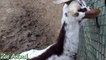 Happy goats in farm animals - Funniest animal vi