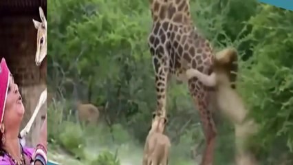 tiger vs tiger vs lion - Tiger Jaguar Cheetah Lions Attacks