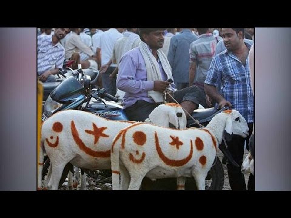 Bakr-Eid in trouble, PIL filed to quash animal sacrifices | Oneindia News