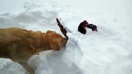 Un labrador courageux sauve deux poules coincées dans la neige !