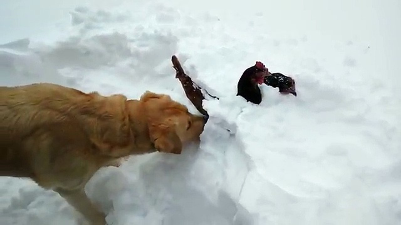 Un labrador courageux sauve deux poules coincées dans la neige !