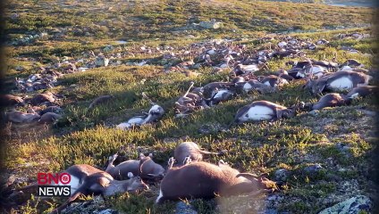 En Norvège, plus de 300 rennes ont été tués simultanément par la foudre