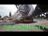 Hunting the Giant Mekong Catfish with Oz Chanarat | Coconuts TV