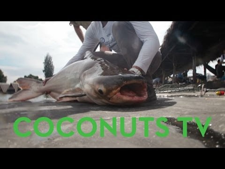 Hunting the Giant Mekong Catfish with Oz Chanarat | Coconuts TV
