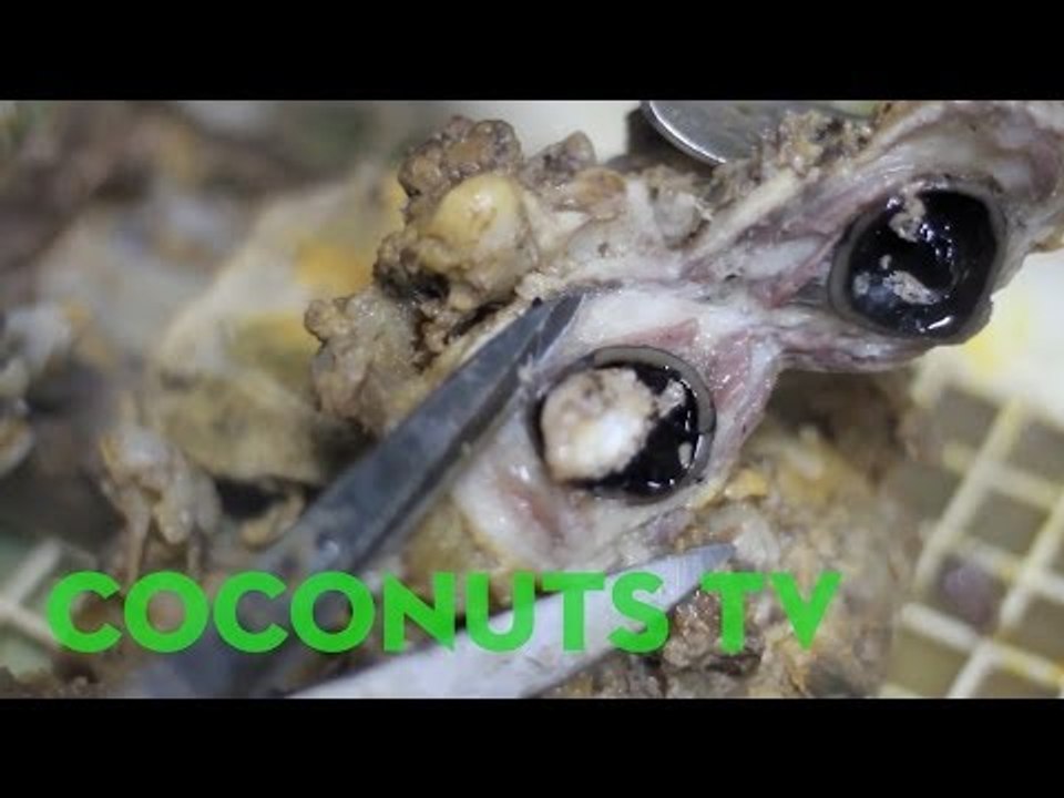 Freaky Feasts #4: Filipino eyeball and brain stew (matuk)