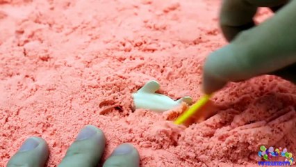 Learning Sharks Sea Animals for Children with San