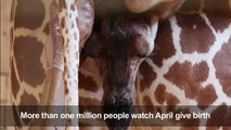 April the giraffe gives birth to calf in New York zoo