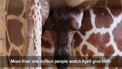 April the giraffe gives birth to calf in New York zoo