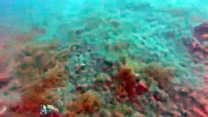 Un séisme sous-marin filmé par des plongeurs