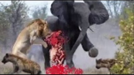 Wild Animals Fight To The Death - Geographic - ANIMAL VIDEOS