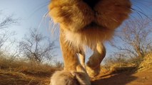 GoPro: Lioness in Greater Kruger National Park - Latest Sightings Pty Ltd